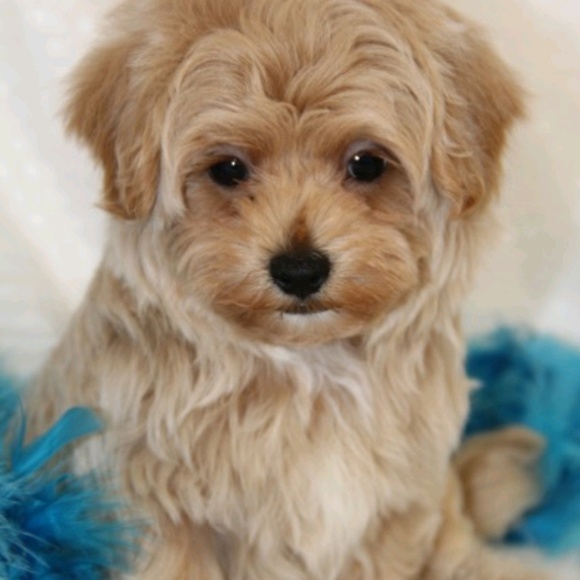 Meet your Posher, Batbara - Picture 1 of 1